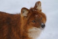 Dhole in the snow Royalty Free Stock Photo