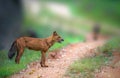 Dhole Wild Dog in the forest of India Royalty Free Stock Photo