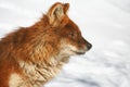 Dhole in Winter Royalty Free Stock Photo