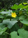 Dhumbq tree with flower. Green tree