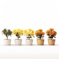 Minimalistic Japanese Chrysanthemum Pots: A Perspective Rendering