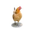 The di-cut image of Female chicken