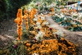 Dia de los Muertos Mexico, cempasuchil flowers for day of the dead, Mexico cemetery Royalty Free Stock Photo