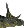 Diabloceratops Dinosaur Head