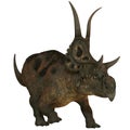 Diabloceratops on White Royalty Free Stock Photo