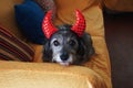 Halloween dog in devil costume