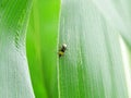 Diabrotica is a pest in corn fields