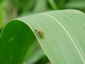 Diabrotica is a pest in corn fields