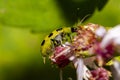 Diabrotica undecimpunctata southern corn rootworm a.k.a. spotted cucumber beetle