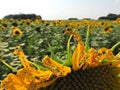 Diabrotica virgifera virgifera beetle on sunflower flower.