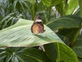 A Diadem Butterfly, Hypolimnas misippus on a leaf in a Butterfly House at St Andrews Botanic Hardens.