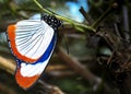 Diadem butterfly, Hypolimnas usambara, from Tanzania hangs upside down on a green stem