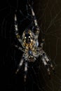 Diadem spider