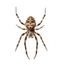 Diadem spider on its web, Araneus diadematus, isolated