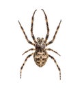 Diadem spider on its web, Araneus diadematus, isolated