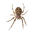 Diadem spider on its web, Araneus diadematus, isolated