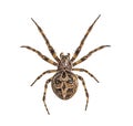 Diadem spider on its web, Araneus diadematus, isolated