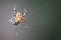 Diadem spider with prey Royalty Free Stock Photo