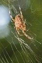 Diadem Spider in Web