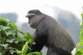 Diademed monkey, Bwindi National Park, Uganda Royalty Free Stock Photo