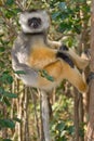 Diademed Sifaka