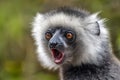 Diademed Sifaka. Diadema, endemic, endengered. Rare lemur,close up, portrait.Propithecus diadema,Wild nature Madagascar Royalty Free Stock Photo