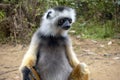 Diademed Sifaka. Diadema, endemic, endengered. Rare lemur,close up, portrait.Propithecus diadema,Wild nature Madagascar Royalty Free Stock Photo