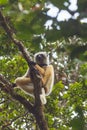 Diademed sifaka