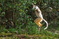 Diademed Sifaka Lemur