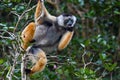 Diademed sifaka lemur Propithecus diadema Ã¢â¬â portrait, Madagascar nature