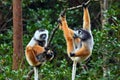 Diademed sifaka lemur Propithecus diadema Ã¢â¬â portrait, Madagascar nature