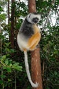 Diademed sifaka (Propithecus diadema) or diademed simpona