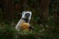 Diademed sifaka, Propithecus diadema, monkey in green grass forest in Andasibe Mantadia NP, Madagascar. Lemur in the nature