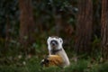 Diademed sifaka, Propithecus diadema, monkey in green grass forest in Andasibe Mantadia NP, Madagascar. Lemur in the nature