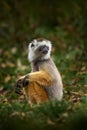 Diademed sifaka, Propithecus diadema, monkey in green grass forest in Andasibe Mantadia NP, Madagascar. Lemur in the nature