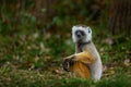 Diademed sifaka, Propithecus diadema, monkey in green grass forest in Andasibe Mantadia NP, Madagascar. Lemur in the nature