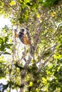 The diademed sifaka