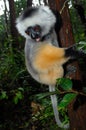 Diademed sifaka (Propithecus diadema) Royalty Free Stock Photo