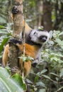 The diademed sifaka sitting on a branch. Madagascar. Mantadia National Park.