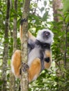 The diademed sifaka sitting on a branch. Madagascar. Mantadia National Park.