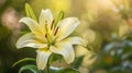 Diagnosing Common Lily Ailments Royalty Free Stock Photo