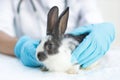 Diagnostics of health of pet in veterinary clinic. rabbit in arms of medical worker