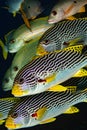 diagonal banded sweetlips