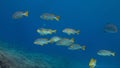 Diagonal Banded Sweetlips on a coral reef