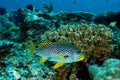 diagonal-banded sweetlips fish