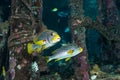 diagonal-banded sweetlips fish