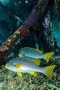 diagonal-banded sweetlips fish