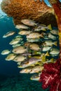 diagonal-banded sweetlips with vermiculate rabbitfish and onespot snapper