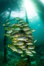 diagonal-banded sweetlips with vermiculate rabbitfish and onespot snapper