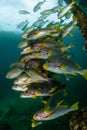 diagonal-banded sweetlips with vermiculate rabbitfish and onespot snapper